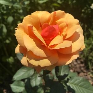 Meet your Posher, Shari april mary